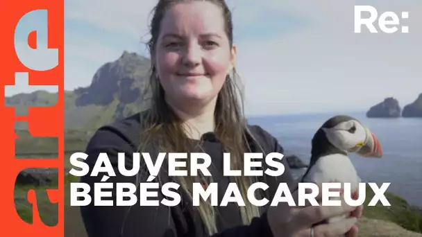 En Islande, on sauve les macareux | ARTE Regards