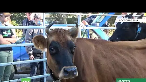 Nantes : des agriculteurs amènent des vaches en ville pour protester contre un projet de méthaniseur