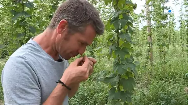 Loire-Atlantique : la production de houblon au plus près des brasseries artisanales