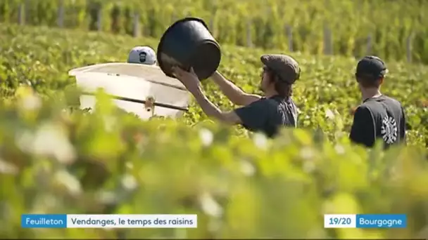 Feuilleton : les vendanges au jour le jour (épisode 3/4)