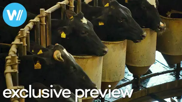 THE MILK SYSTEM: The hidden costs and consequences of global dairy production | Exclusive preview