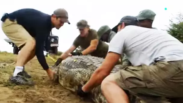 Capturer un crocodile : le coup de stress - ZAPPING SAUVAGE