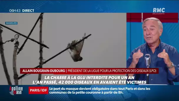 Macron interdit la chasse à la glu pour les grives et les merles cette année