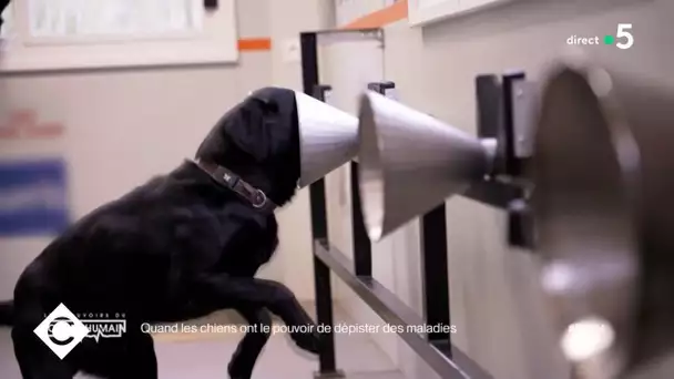Les chiens renifleurs de cancer - C à Vous - 26/04/2021