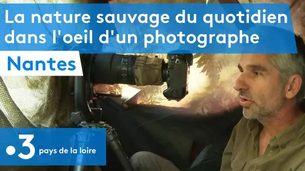 Nantes : la nature sauvage du quotidien dans l’œil d'un photographe animalier
