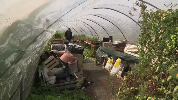 le creafruit, exemple d'agroforesterie contre le réchauffement climatique en Normandie