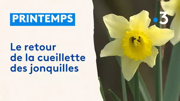 Printemps : le retour des jonquilles et de la cueillette dans la forêt ardennaise