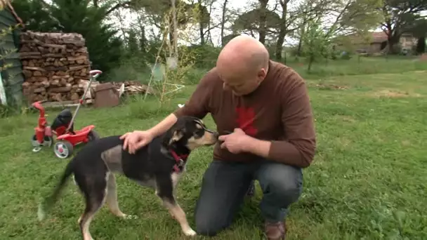 Alerte aux vols de chiens !