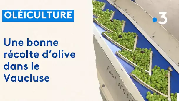 Une récolte d'olive prometteuse pour les oléiculteurs du Vaucluse