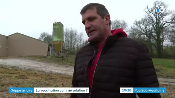 Grippe aviaire : point sur la situation en Béarn.