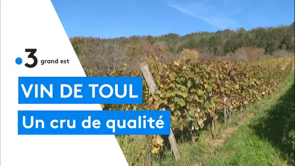 Viticulture : bilan des vendanges 2021 dans le Touloi