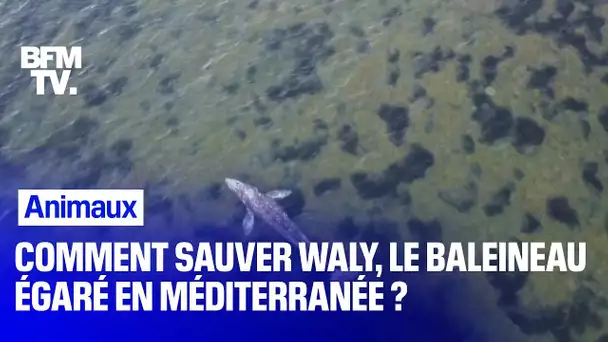 Comment sauver Waly, le baleineau égaré en Méditerranée ?