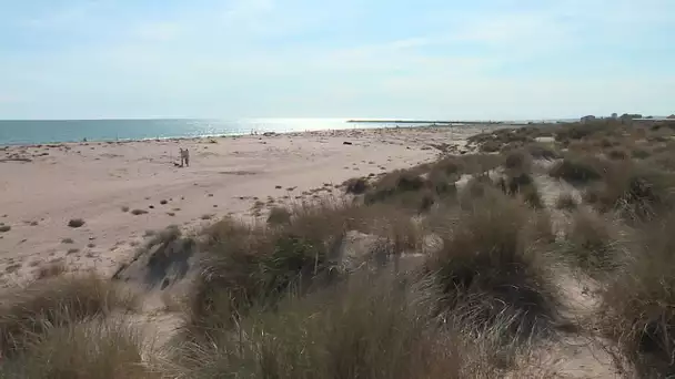 Le site naturel et protégé des Orpellières à Sérignan dans l'Hérault (Occitanie)