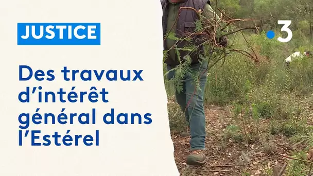 Alternative à la prison, des travaux d'intérêt général pour nettoyer la forêt dans l'Estérel