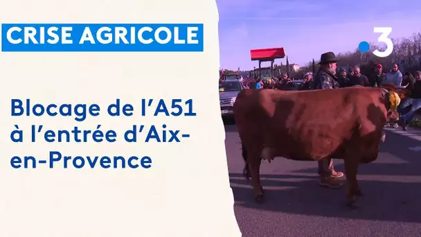 Colère des agriculteurs : blocage de tracteurs sur l'A51 et Iris, la vache devenue mascotte