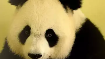 Le panda Huan Huan du zoo de Beauval a accouché