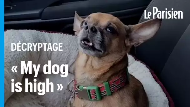 «Mon chien est défoncé» : comment réagir si votre animal ingère une substance toxique