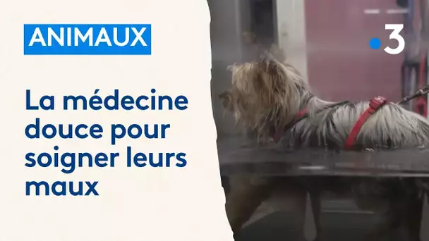 Vétérinaires : soigner les animaux avec de la médecine douce