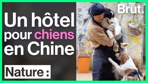Le GOGOCLUB, un hôtel pour chiens en Chine