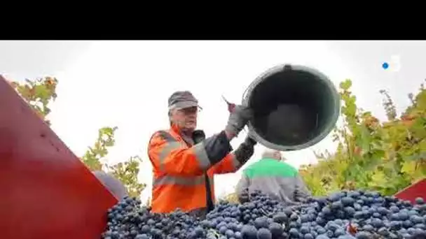 AVEYRON | les vendanges ont enfin commencé à Marcillac