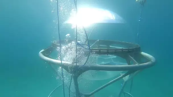 L'Aquabulle est à Marseille : cet habitat sous-marin éphémère a été réinstallé