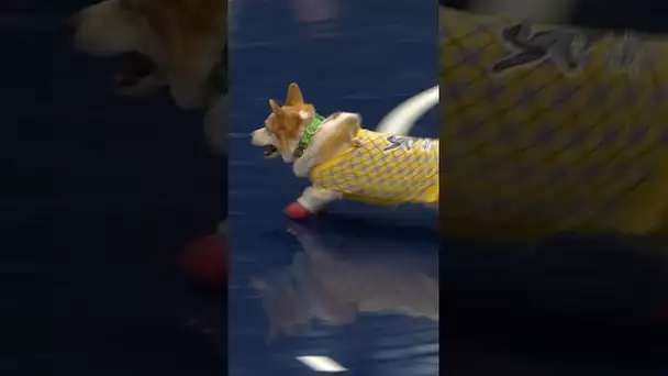 This corgi has WHEELS 💨