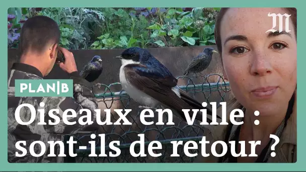 A Paris, comment les oiseaux s’adaptent… ou disparaissent #Plan B