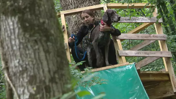 Un parc aventure pour les chiens