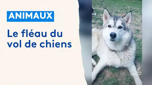 Vols de chiens : témoignages et réaction de la SPA de Gray en Haute-Saône