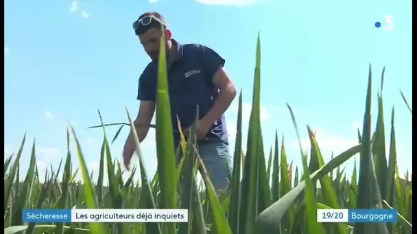 Sécheresse : inquiétude des agriculteurs en Côte-d’Or