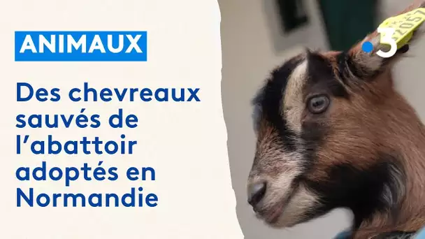 Des chevreaux sauvés de l’abattoir adoptés en Normandie