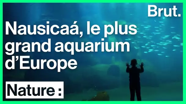 Visite guidée de l&#039;aquarium Nausicaá