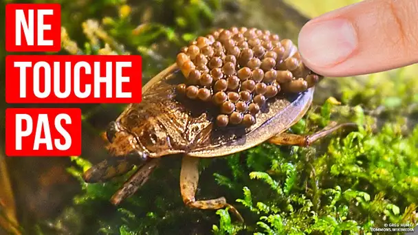 Si tu vois cet insecte dans l’eau, éloigne-toi le plus vite possible