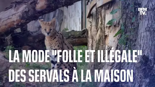 La mode "folle et illégale" des servals à la maison