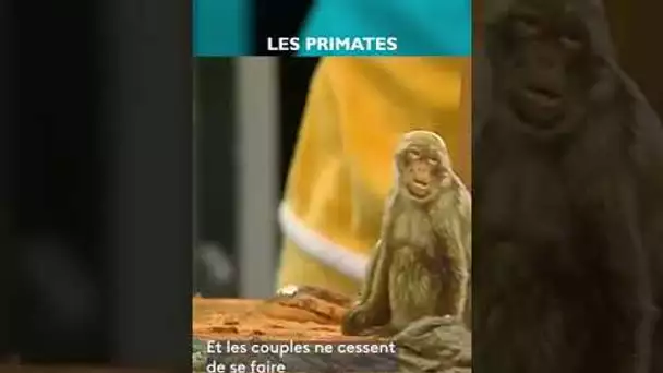 🐒 Comment vivent les différents primates ? #CPS #shorts