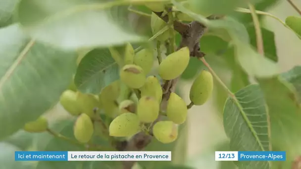 A La Bastidonne, dans le Vaucluse, des producteurs tentent de relancer la culture de la pistache