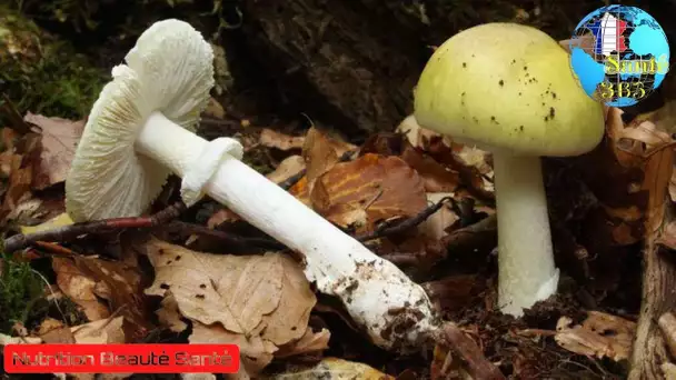 Avertissement: Intoxications aux champignons - un mort et deux greffés depuis juillet