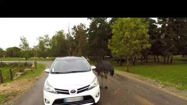 Même habitués, chacune de leur visite au zoo est inédite