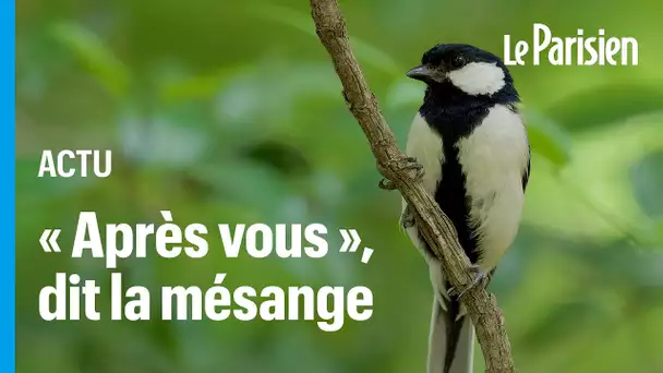 L'impressionnant mode de communication de ces mésanges avec leurs ailes