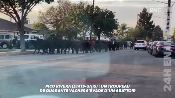 Aux États-Unis, un troupeau de quarante vaches s'évade d'un abattoir