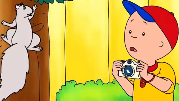 Caillou le photographe animalier | Caillou en Français