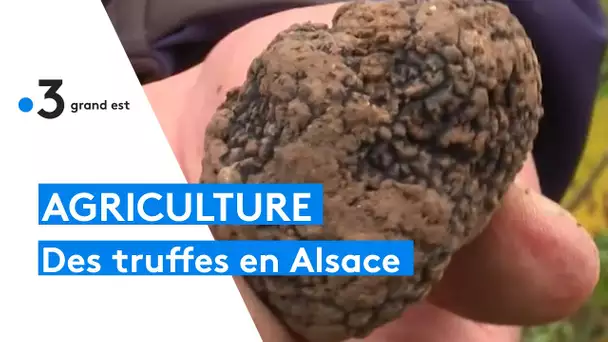 Un agriculteur alsacien se lance dans la culture de la truffe