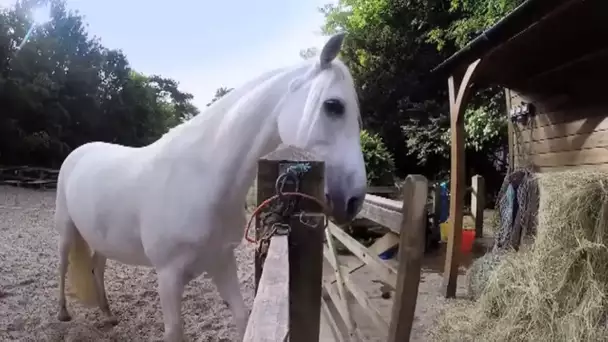 Ce cheval va faire un truc fou - ZAPPING SAUVAGE