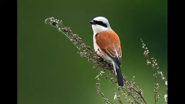 Pie-grièche écorcheur, oiseau qui empale ses proies sur les arbres