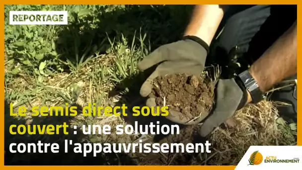 Le semis direct sous couvert : une solution contre l&#039;appauvrissement des sols