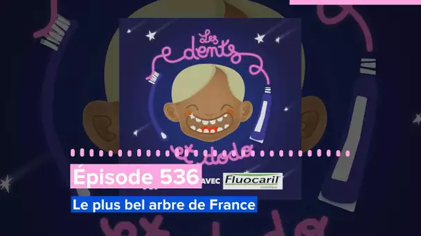 Épisode 536 : Le plus bel arbre de France