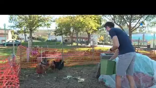 Tarn : des poules qui font un effet bœuf dans les poulaillers participatifs du Séquestre