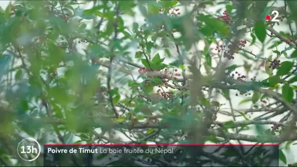 Poivre de Timut : La baie fruitée du Népal