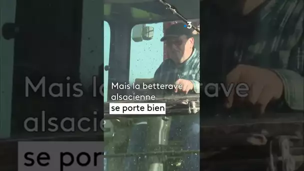 La betterave sucrière, l'or alsacien 🚜