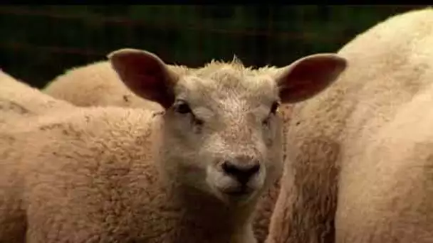 Les fermes d'autrefois - le mouton